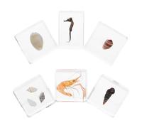 KOMBIUDA 6 pièces Collection de Spécimens Marins Résine Coquillages Escargots Hippocampes et Crevettes pour Apprentissage Primaire Décor Océan Kit Expériences Éducatives Résine