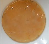 Kombucha SCOBY Bio - Différentes tailles (10 cm)