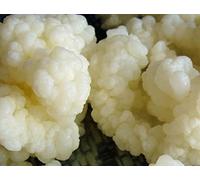 Kombuchaorganic® 10 g de grains de kéfir de lait vivant certifiés biologiques pour débutants par Kombuchaorganic® Qualité assurée par UKAS Lab Cultures de qualité exceptionnelle et uniques