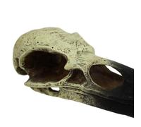 Komodo Décoration réaliste en forme de crâne de corbeau pour terrarium - Facile à nettoyer sous l'eau - Accessoire de décoration pour aquarium ou habitat sec - Taille M - 15,2 cm