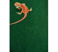 Komodo Reptile Tapis,