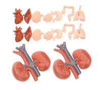 KONTONTY 2 Ensembles Modèle d'orgue Cube d'anatomie Corps Squelette étudier l'anatomie Outils d'étude de physiologie modèle d'anatomie pulmonaire modèle d'organe du Corps Humain PVC