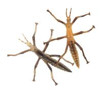 KONTONTY Figurines D'insectes Modèle D'insecte Jouets D'insectes Réalistes pour L'éducation Ensemble De Jeu Éducatif pour Garçons Et Filles