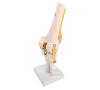 KONTONTY Modèle Anatomique du Genou en PVC Ligaments Mobiles et Étiquetage | Structure Détachable, Observation par Couches, pour Cours D’orthopédie et Rééducation, Repérage Rapide