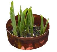 Kopersporen Anneau Anti-Limaces en Cuivre - 15 cm