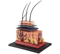 Kopinma Modèle d'Anatomie Humaine, Modèle d'anatomie de Puzzle de Peau Humaine, Modèle Anatomique pour L'enseignement Médical Scolaire Modèle D’anatomie