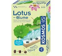 Kosmos Fleur de Lotus