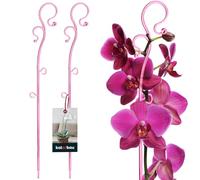 KOTARBAU® 2 x Poteau de Support de Fleurs 39 cm | Support de Plantes en Pot en Lastique Rose | Baton Support Fleurs