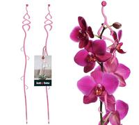 KOTARBAU® 2 x Poteau de Support de Fleurs 55 cm | Support de Plantes en Pot en Lastique Rose Sapin | Baton Support Fleurs