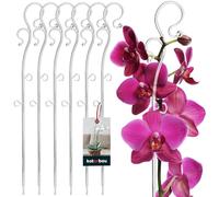KOTARBAU® 6 x Poteau de Support de Fleurs 39 cm | Support de Plantes en Pot en Lastique Transparent | Baton Support Fleurs