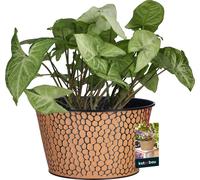 KOTARBAU® Cache-pot Motif tacheté ⌀ 16 x 12 cm acier panier cadeau vide pot de fleurs noir panier cadeau vide pots de fleurs décoratifs noir mat cache-pot pour fleurs plantes aromatiques