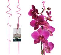 KOTARBAU® Lot de 2 tuteurs roses en PVC 58 cm Spirale Support pour fleurs Support pour plantes d'intérieur Support pour fleurs de jardin Tige de support pour orchidées Plantes décoratives Support pour