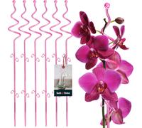 KOTARBAU® Lot de 6 tuteurs roses en PVC 58 cm Spirale Support pour fleurs Support pour plantes d'intérieur Support pour fleurs de jardin Tige de support pour orchidées Plantes décoratives Support pour