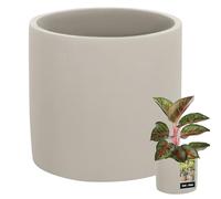 KOTARBAU® Pot De Fleur Cylindrique en Céramique Mate De ⌀ 16cm |Pot en Céramique |Cache Pot Céramique Exterieur |Pot De Fleur Céramique en Béton |Pot Succulentes |Pot Céramique Plante Finition Mate