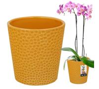 KOTARBAU® Pot De Fleur Rond En Céramique Moutarde ⌀ 9,5 cm |Cache Pot Céramique |Pot Céramique Plante |Pot De Fleur Céramique |Pot De Fleur En Céramique |Pot De Fleur Céramique |Pot Pour Orchidées