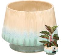 KOTARBAU® Pot de fleurs Beige Vert Céramique Hauteur 14,5 cm ⌀ 19 cm Cache-pot pour salon Cache-pot de plantes Handmade pour jardin & balcon Pot de plantes Flower Pot