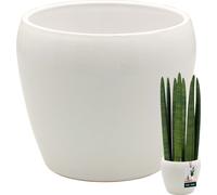 KOTARBAU® Pot de fleurs blanc intérieur rond ⌀ 15 cm H : 15 cm céramique émaillée Pots de fleurs intérieur Cache-pot céramique Pot de plantes intérieur Cache-pots orchidées Céramique Pot de fleurs gra
