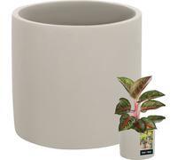 KOTARBAU® Pot de fleurs céramique grand cylindre Ethno ⌀ 16 cm hauteur 15 cm 1 pc. Cache-pot Céramique Pot de fleurs aspect béton petits cache-pots Pot céramique plantes