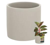 KOTARBAU Pot de fleurs en céramique - Grand cylindre ethnique - Diamètre : 16 cm - Hauteur : 15 cm - 1 pièce - Aspect béton