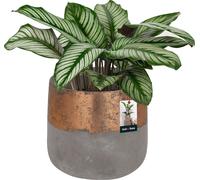 KOTARBAU® Pot de fleurs en céramique grand or rose Céramique non émaillée ⌀ 11,5 cm Hauteur : 12 cm Pots de fleurs en céramique Cache-pot Vintage