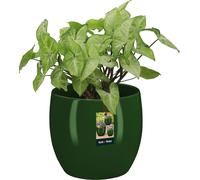 KOTARBAU® Pot de fleurs en céramique rond ⌀ 10 cm Hauteur : 9,5 cm Vert Cache-pot en céramique Cache-pot pour plantes d'intérieur Pot de fleurs moderne petits cache-pots Pot de plantes en céramique Po