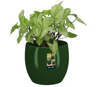 KOTARBAU® Pot de fleurs en céramique rond ⌀ 12,5 cm Hauteur : 15,5 cm Vert Cache-pot en céramique Cache-pot pour plantes d'intérieur Pot de fleurs moderne petits cache-pots Pot de plantes en céramique