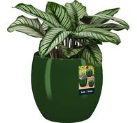 KOTARBAU® Pot de fleurs en céramique rond ⌀ 19 cm Hauteur : 20,5 cm Vert Cache-pot en céramique Cache-pot pour plantes d'intérieur Pot de fleurs moderne petits cache-pots Pot de plantes en céramique P
