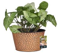 KOTARBAU® Pot Métal Rond Noir avec Tacheté ⌀ 16 x 12 Cm | Pot De Fleurs en Acier | Pot De Fleurs Décoratif pour Fleurs Et Herbes Aromatiques | Pot De Fleur Métal | Cache-Pot Fleurs | Cache-Pot Métal