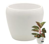 KOTARBAU® Pot rond intérieur blanc - 12 cm H : 12 cm - Céramique émaillée - Pots d'intérieur - Pot pour plantes d'intérieur - Pots pour orchidées - Grand pot de fleurs