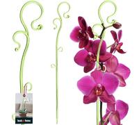 KOTARBAU® Poteau de Support de Fleurs 39 cm | Support de Plantes en Pot en Lastique Vert | Baton Support Fleurs