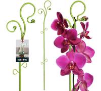 KOTARBAU® Poteau de Support de Fleurs 58 cm | Support de Plantes en Pot en Lastique Vert | Baton Support Fleurs