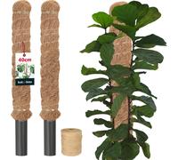 KOTARBAU® Set de 2 tuteurs de mousse pour Monstera Coco Natural ⌀ 3,2 x 40cm tuteur de plante Aide à la croissance pour plantes Monstera tuteur de plante Coco Moss Pole Aide à la croissance Monstera t