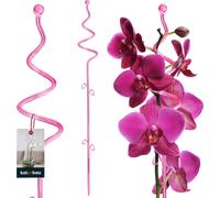 KOTARBAU® Support de plantes Rose PVC 58 cm Spirale Support de fleurs Aide à la croissance des plantes d'intérieur Support de fleurs Jardin Tige de soutien pour orchidées Plantes décoratives Support d