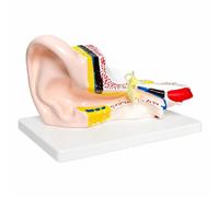 kowaku Modèle D'anatomie l'oreille | Précis, Didactique, Modèle D'oreille Socle, pr Laboratoire, Mécins