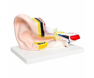 kowaku Modèle D'anatomie l'oreille | Précis, Didactique, Modèle D'oreille Socle, pr Laboratoire, Mécins