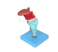 kowaku Modèle Pharynx Langue Den En PVC Maqute la Pharynx la Langue Section gittale du Larynx Pédagogique