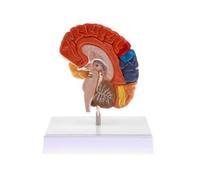 kowaku Modèle Simulation D'organe | Résistant, Modèle Cerveau Humain Anatomique, Facile à Utiliser, pr Laboratoire, Style F