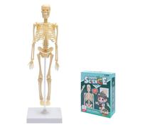KQDRAVINE Mini modèle anatomique squelette humain, modèle corps entier avec bras et jambes articulés et socle en plastique pour l'apprentissage, l'exposition, cadeau (35 cm)