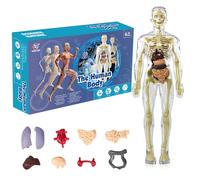 KQDRAVINE Modèle de torse de corps humain 3D pour enfant, modèle d'anatomie du corps humain, modèle d'anatomie du squelette, modèle d'enseignement du corps humain, modèle de squelette humain