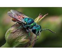 Kreative Puzzles 1000 pièce - Cadeau Parfait, A, 1000 - Puzzles pour Adultes, Puzzles Impossibles, Puzzles ColoréS, Puzzles d'animaux, Parcs26x38cm