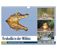 Krokodile in der Wildnis (Wandkalender 2026 DIN A4 quer), CALVENDO Monatskalender: Krokodile - die Welt der Riesenechsen
