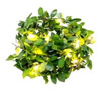 Kronabelle Guirlande lumineuse solaire Vine pour appartement, balcon, 5 m, 50 LED ou 10 m, 100 LED, 8 modes, décoration feuille verte, étanche, pour terrasse et jardin