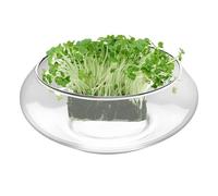 Krujecnt Aquarium en Verre Vase | Grand Pot De Hydroponique | Bac Poisson Large et Bas Rond pour Décoration d'Intérieur Succulentes et Présentation