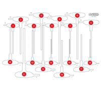 KS TOOLS Insert vide en mousse pour 811.1018 811.1018-97