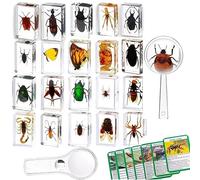KSVMOAG 20 pièces d'insectes en résine,Véritables spécimens d'insectes Transparents en résine,Insectes pour Enfants pour l'école Maternelle avec loupe et Carte d'instructions sur Les Insectes