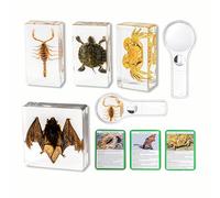 KSVMOAG Lot de 4 spécimens en résine véritable Insecte, Scorpions, Bats, Tortues, spécimens en résine d'ambre Artificielle, Techniques taxidermiques pour Les salles de Classe d'éducation Scientifique