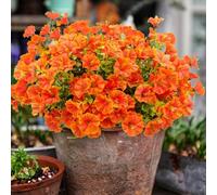 KTLCNDF Fleurs artificielles de Gloire du Matin - 15 Bouquets (315 Fleurs) Fleurs artificielles colorées en Soie for la décoration de la Maison, du Porche et du Patio(Orange,10 bunches/210 Flowers)