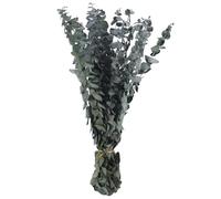 Kueohse 16 Branches D'Eucalyptus SéChéEs ConservéEs, Plante D'Eucalyptus FraîChe de 17 Pouces pour la Douche, VéRitable Bouquet D'Eucalyptus pour Le Remplissage de Vase
