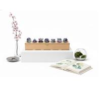 KULIA Ensemble de pierres des Solides de Platon (7 pièces) Coffret en bois sculpté main avec symboles Reiki et géométrie sacrée Pierres roulées en fluorite (Chakras/Feng Shui) Décoration de table