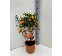 Kumquatier 7 l 100-120 cm
